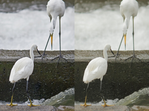 「白鷺二種」>PSEとDPP