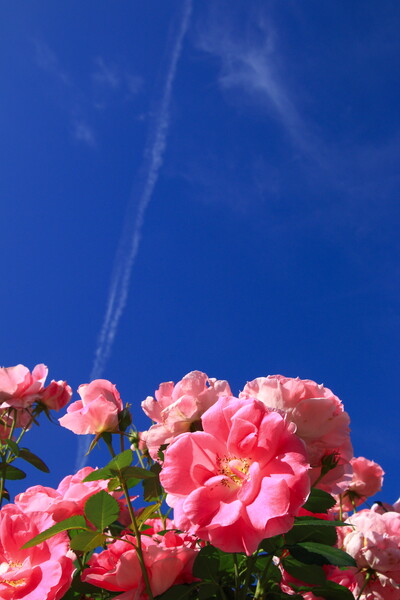 【広がり】薔薇と青空