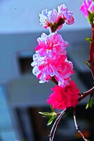 『春の予感』花桃