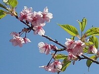 青空と似合う烏ヶ森公園の丘の桜