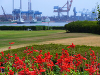 港と公園の花壇が見える風景