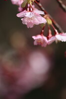 広島縮景園の河津桜