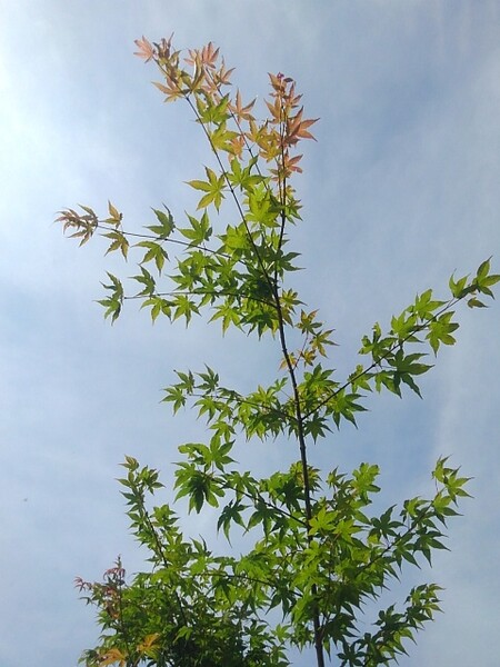 晴れた日のモミジの枝
