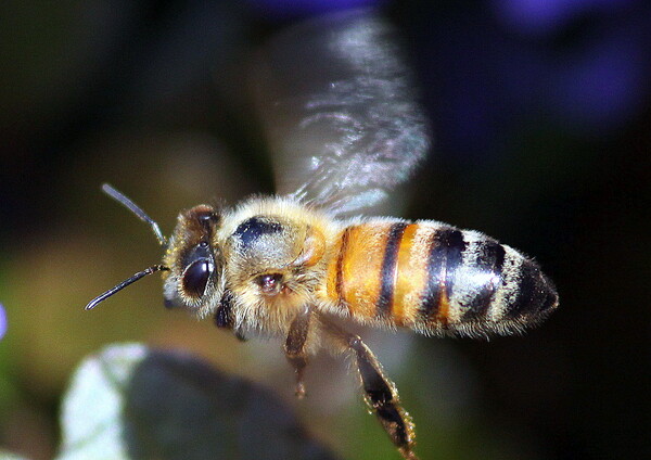 蜜蜂１