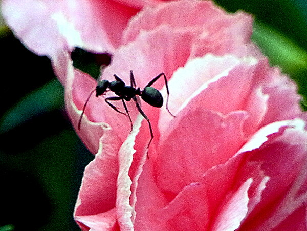小さい物を大きく撮る　蟻と花