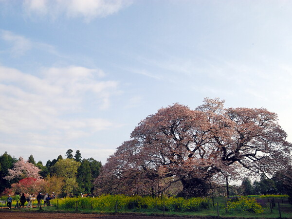 吉高の桜