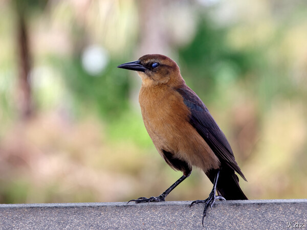 Boat-tailed Grackle ♀