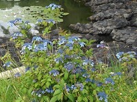 長峰公園の池のガクアジサイ