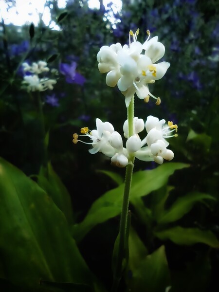 薄明の輝き