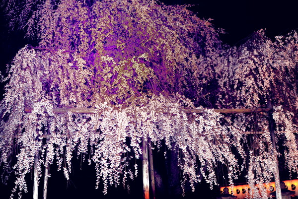 　大石神社の桜