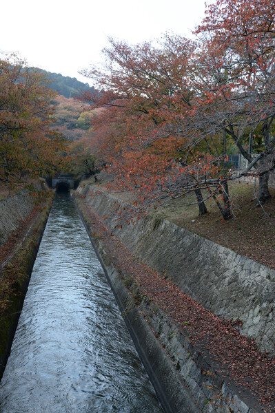 琵琶湖疎水の秋