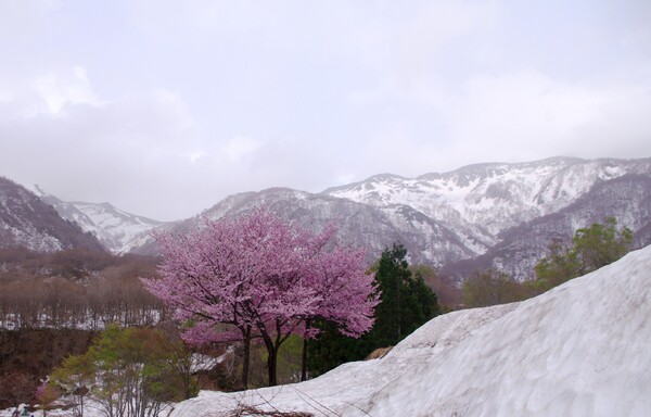 越後にて：雪の上に咲く桜