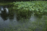 雨の蓮池