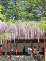 笠間稲荷神社の藤