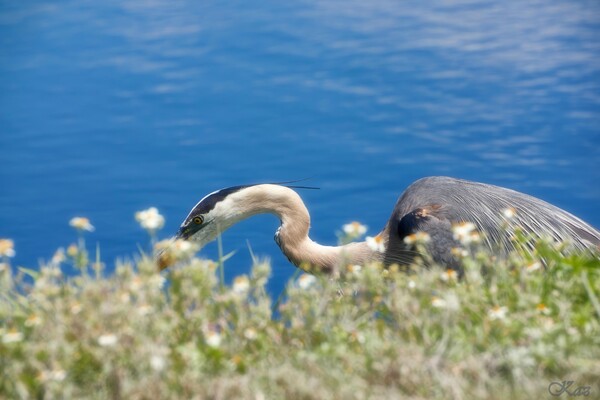 Great Blue Heron（オオアオサギ）