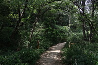 今日は山に登りまして