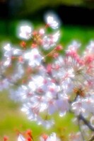 【この色　好き！】春の花#7