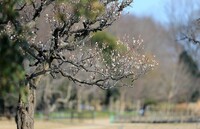 【如月の花】わが町の公園にも春