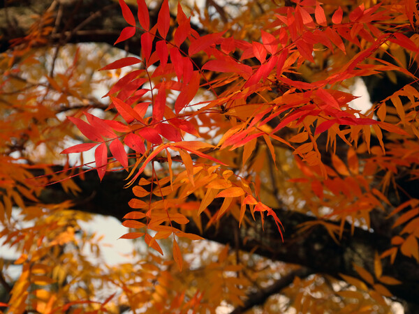 秋【色】の楷の木の葉