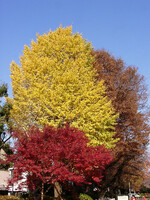 ◆紅葉スケッチ-41 神代植物公園①