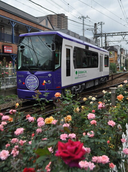 バラとバイオレット色の都電荒川線