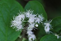 花びらより雄シベが目立って
