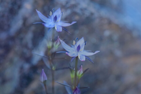 ムラサキセンブリ　2枚合成