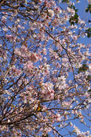 「木」　桜空満開