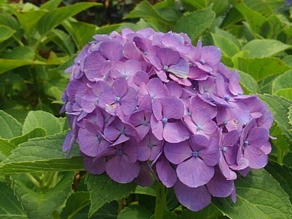 小さな公園の紫のアジサイの花