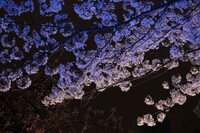 【影遊び】 青い桜影 