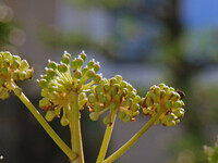 八つ手の花