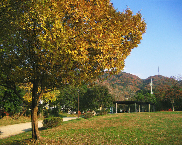 【自然】京都黄檗公園の黄葉
