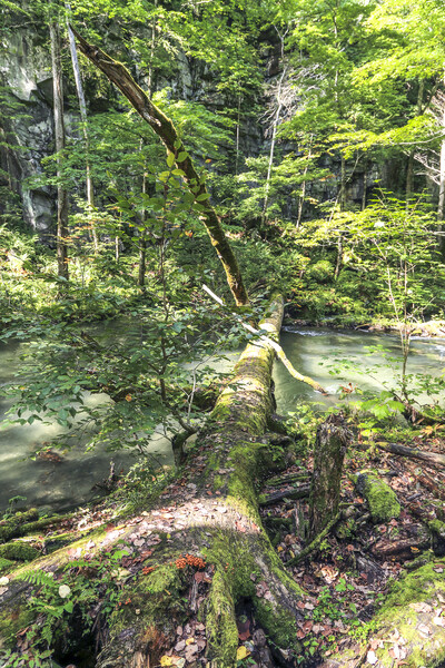 奥入瀬渓流の倒木