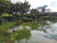 那須野が原公園の映り込みが綺麗な池