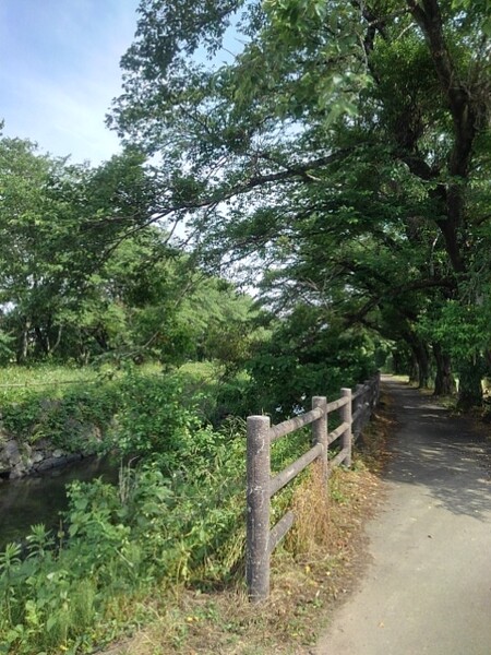 丸太みたいな柵もある川の土手の道