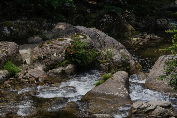 渓流に紅一点Ⅱ