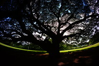 ハワイ―日立の樹