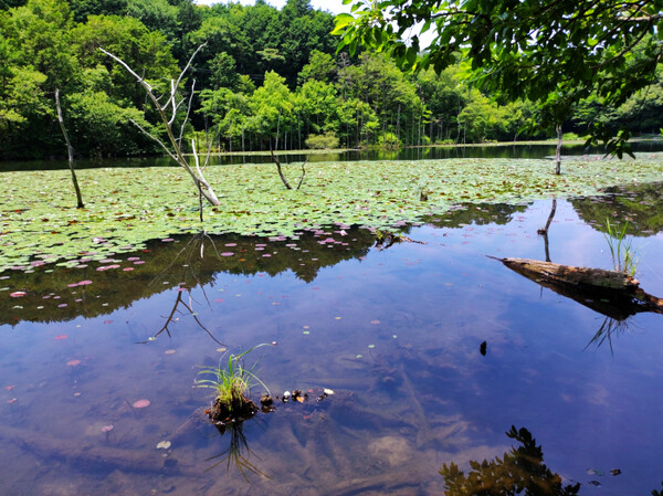 静寂の池２
