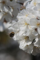 枝垂れ八重桜とミツバチ