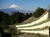 大根干しと富士山