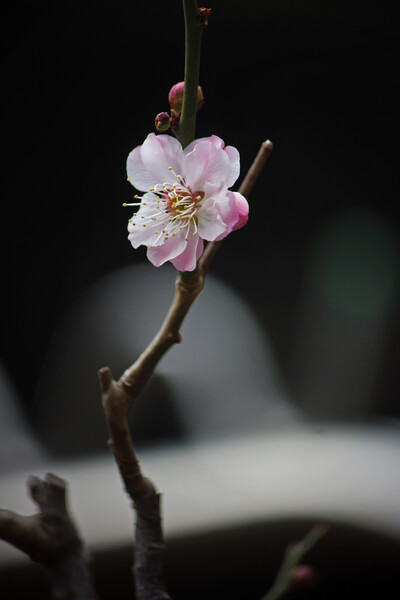 「小鉢模様」の梅の花