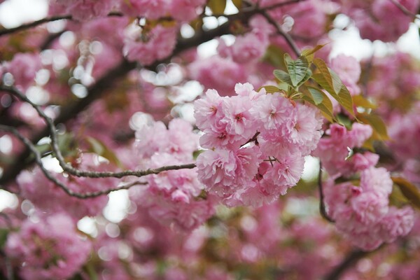 八重桜の春