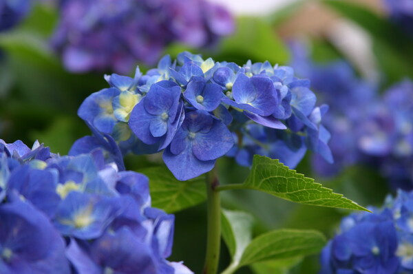 藍〜淡く咲きて