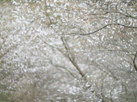 【木】木に咲く桜の吹雪