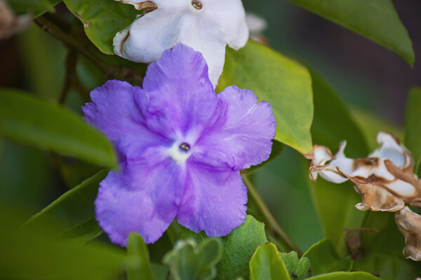 ニオイバンマツリ（紫～白へ）