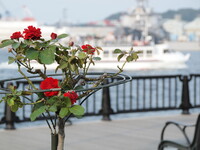 港の薔薇