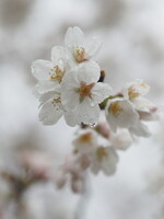 桜雨