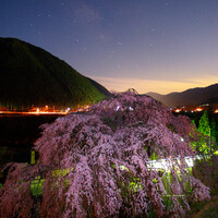 【おだやかに・・・春】くまちゃん的岩太朗桜