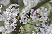 桜花の蜜が美味しい