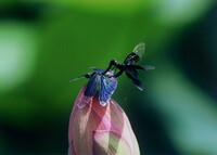 蝶蜻蛉の愛